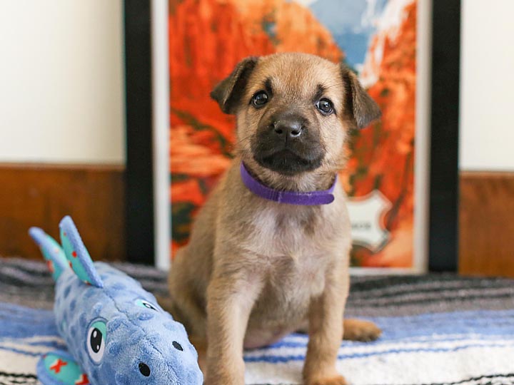 chinook puppy